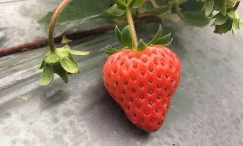 国产视频草莓,甜蜜滋味,映照时代光影 国产视频草莓,甜蜜滋味,映照时代光影